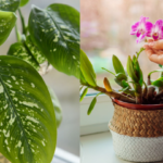 Miglior applicazione Android/iOS gratuita per riconoscere le piante